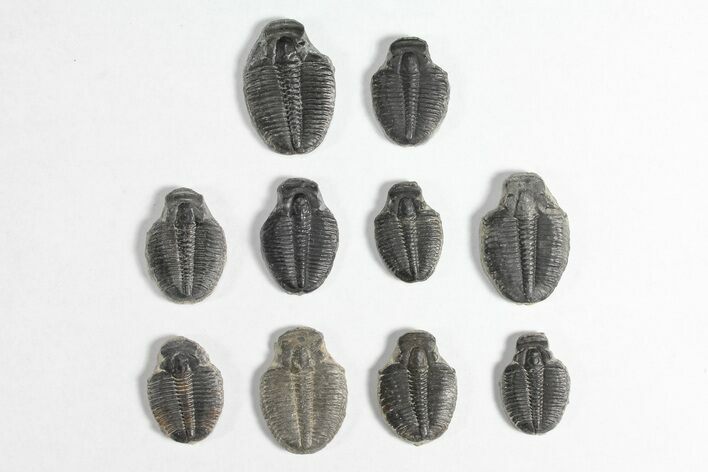 Lot: / Elrathia Trilobite Molt Fossils - Pieces #92040